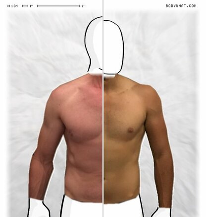 Torso Comparison