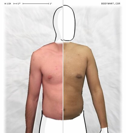 Torso Comparison