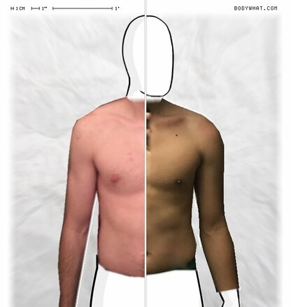 Torso Comparison