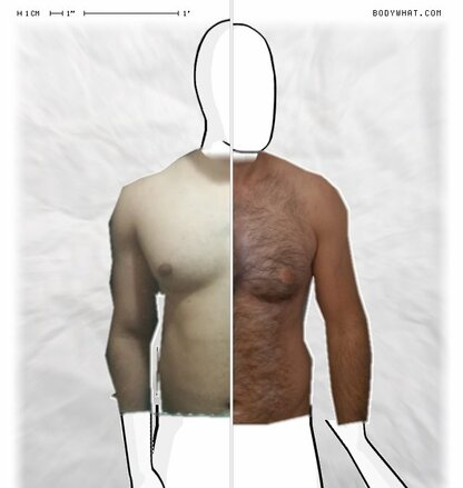 Torso Comparison