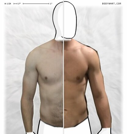 Torso Comparison