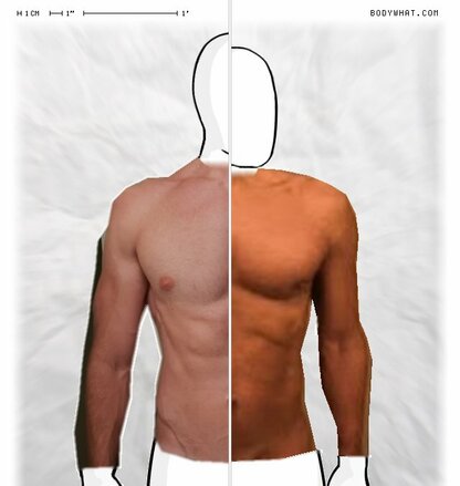 Torso Comparison