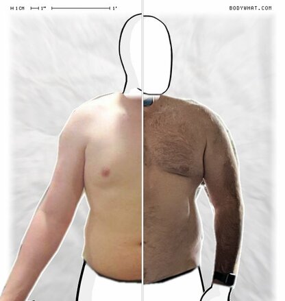 Torso Comparison