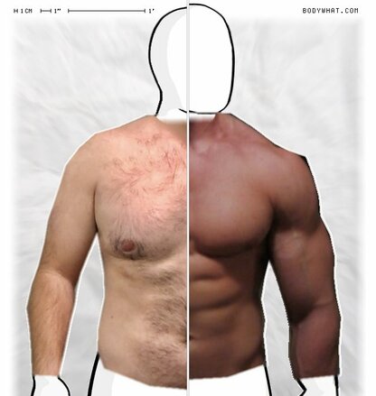 Torso Comparison