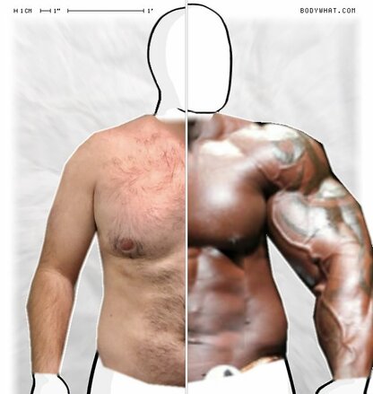 Torso Comparison