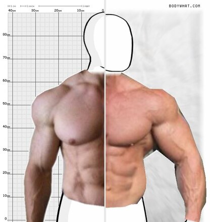 Torso Comparison