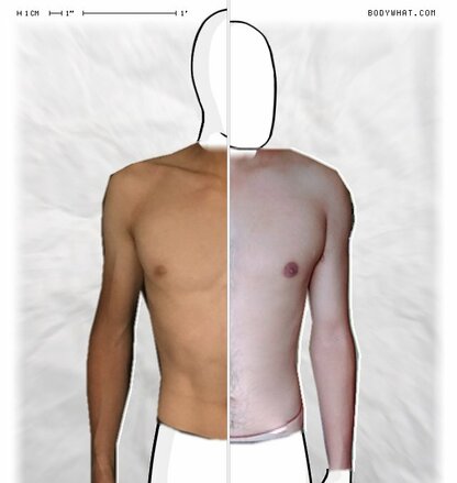 Torso Comparison