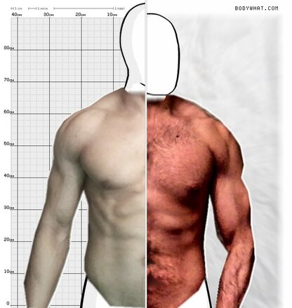 Torso Comparison