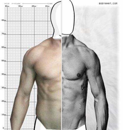 Torso Comparison