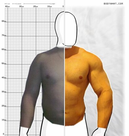 Torso Comparison