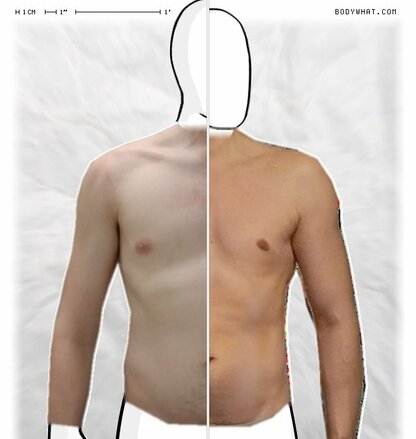 Torso Comparison