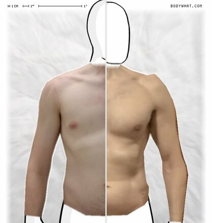 Torso Comparison