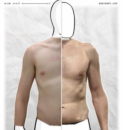 Torso Comparison