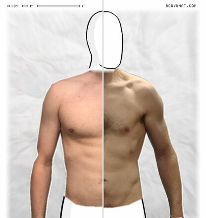 Torso Comparison
