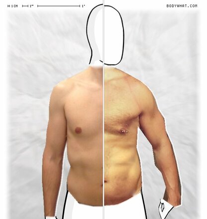 Torso Comparison