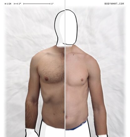 Torso Comparison