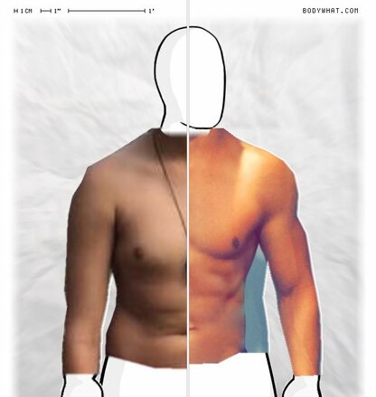 Torso Comparison