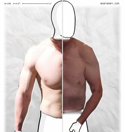 Torso Comparison