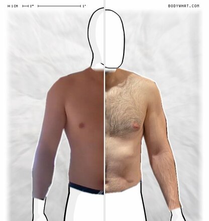 Torso Comparison