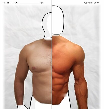 Torso Comparison