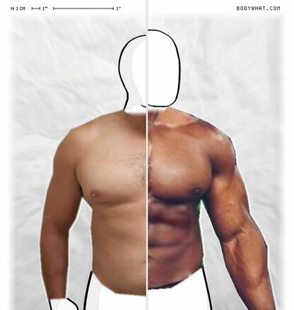 Torso Comparison