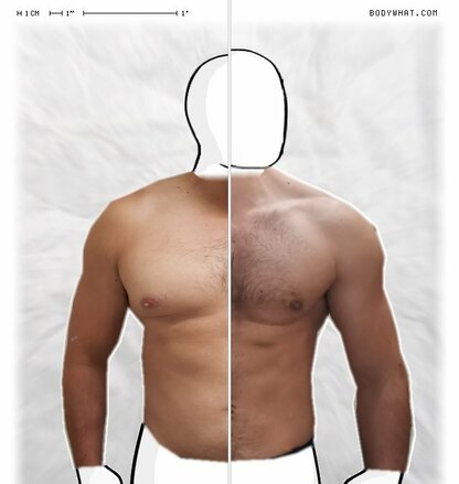 Torso Comparison