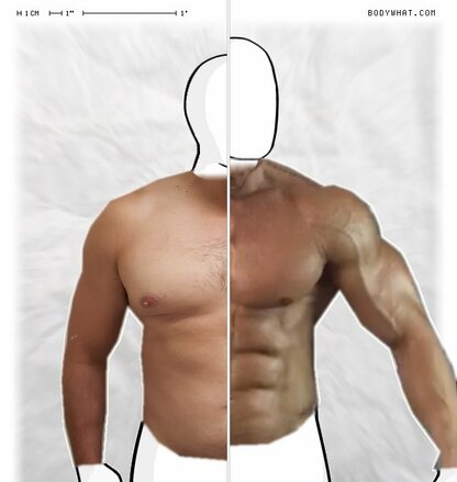 Torso Comparison