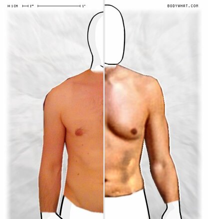 Torso Comparison