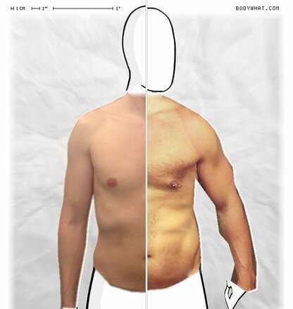 Torso Comparison