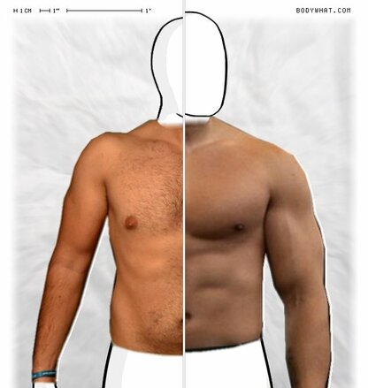 Torso Comparison