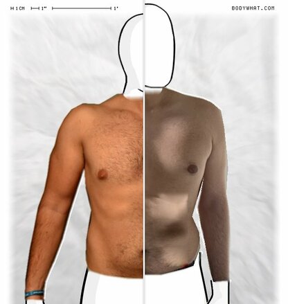 Torso Comparison