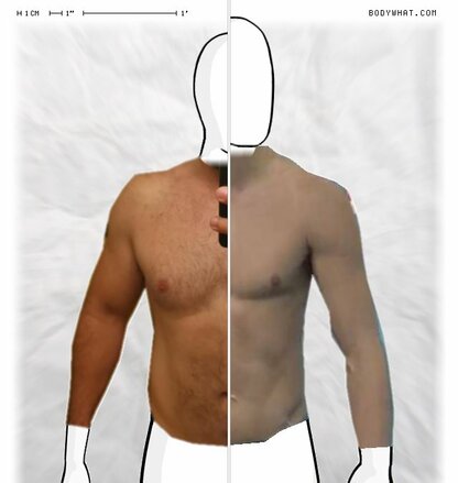 Torso Comparison