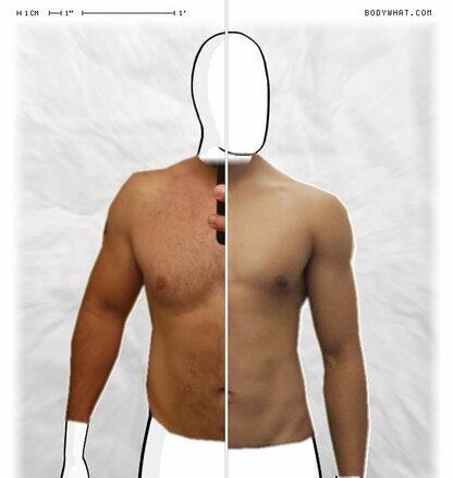Torso Comparison