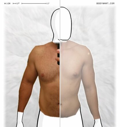 Torso Comparison