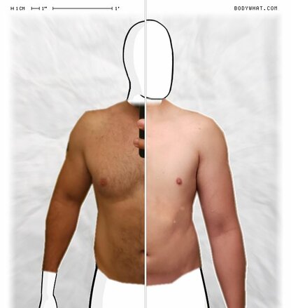 Torso Comparison