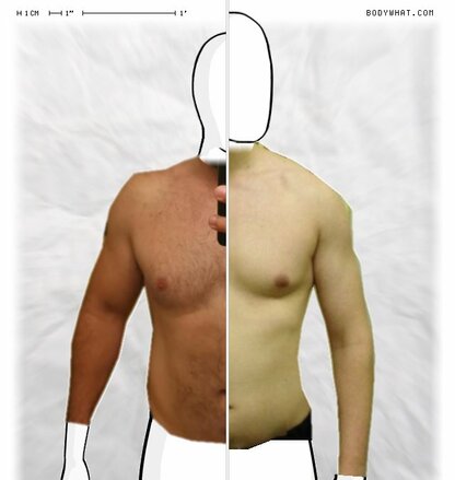 Torso Comparison