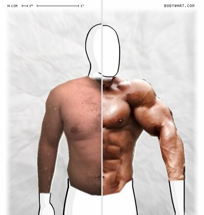 Torso Comparison