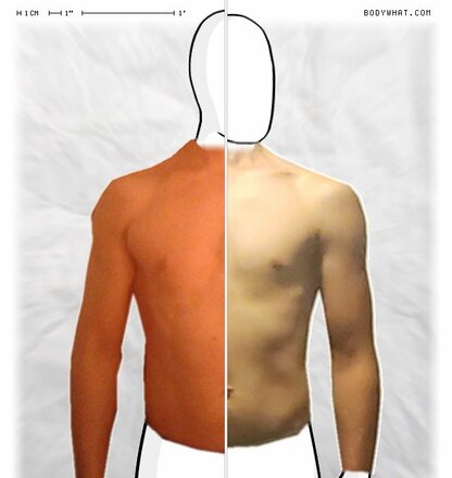 Torso Comparison