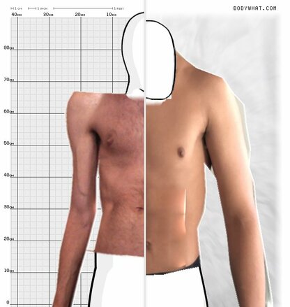 Torso Comparison