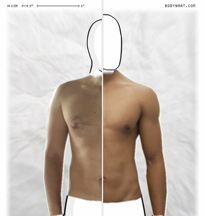 Torso Comparison