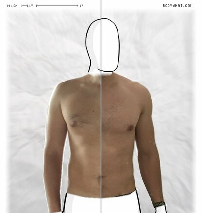 Torso Comparison