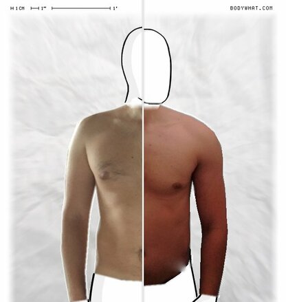 Torso Comparison