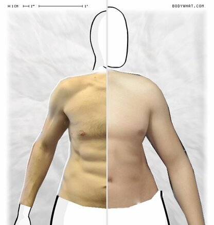 Torso Comparison