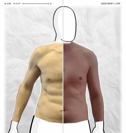 Torso Comparison
