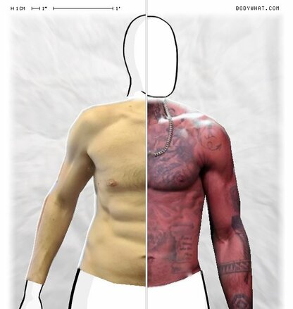 Torso Comparison