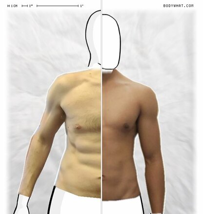 Torso Comparison