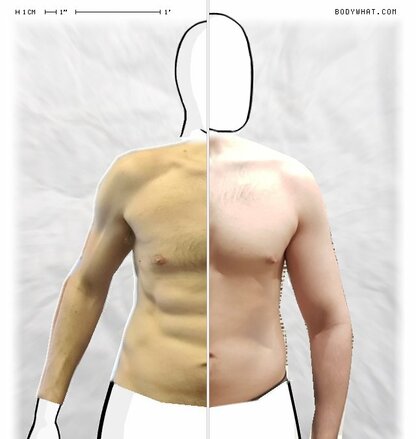 Torso Comparison