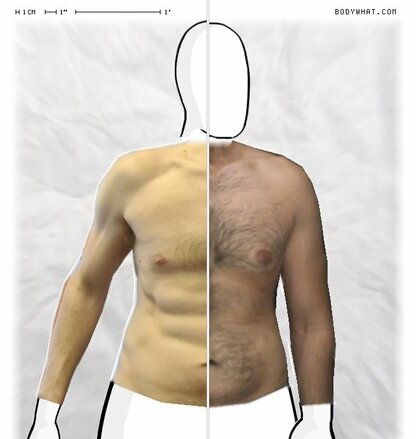 Torso Comparison