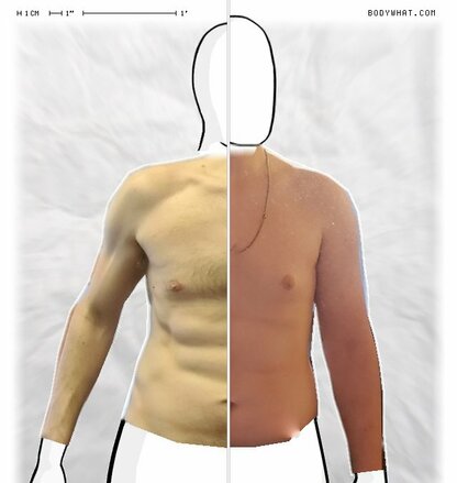 Torso Comparison