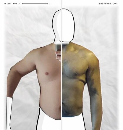 Torso Comparison